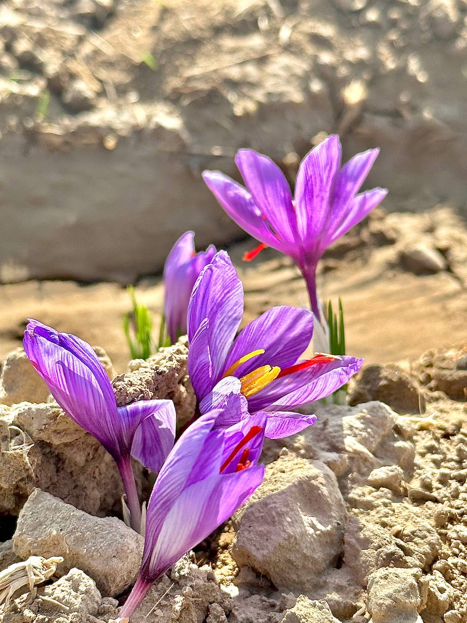Sarij Saffron Sarij Saffron